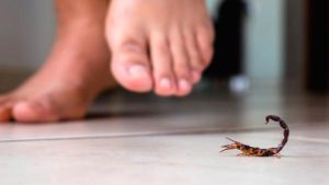 Acidentes com escorpião e animais peçonhentos cresce no estado