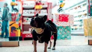 Estado de SP sanciona lei que proíbe acorrentamento de cães e gatos